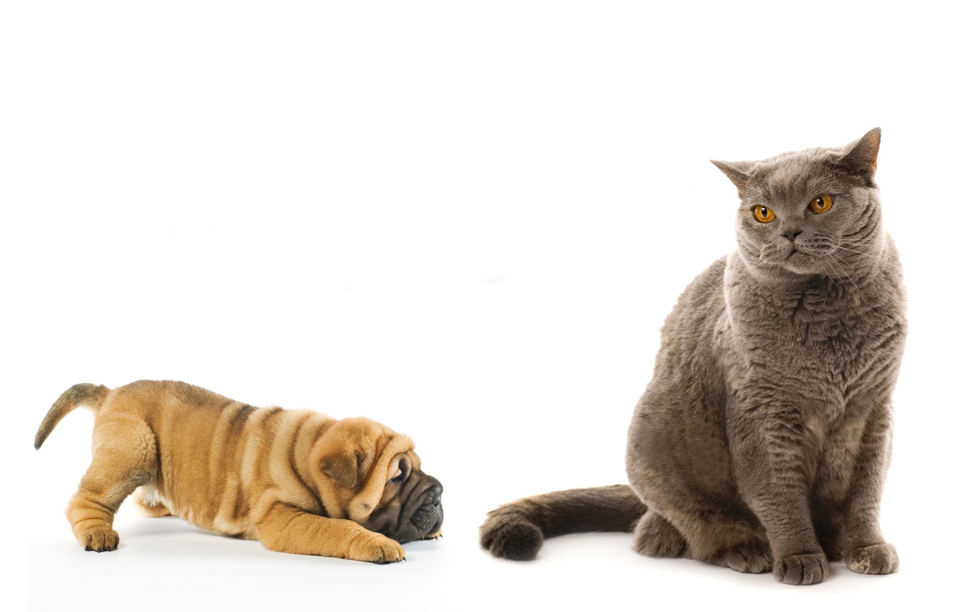 cat and puppy on white