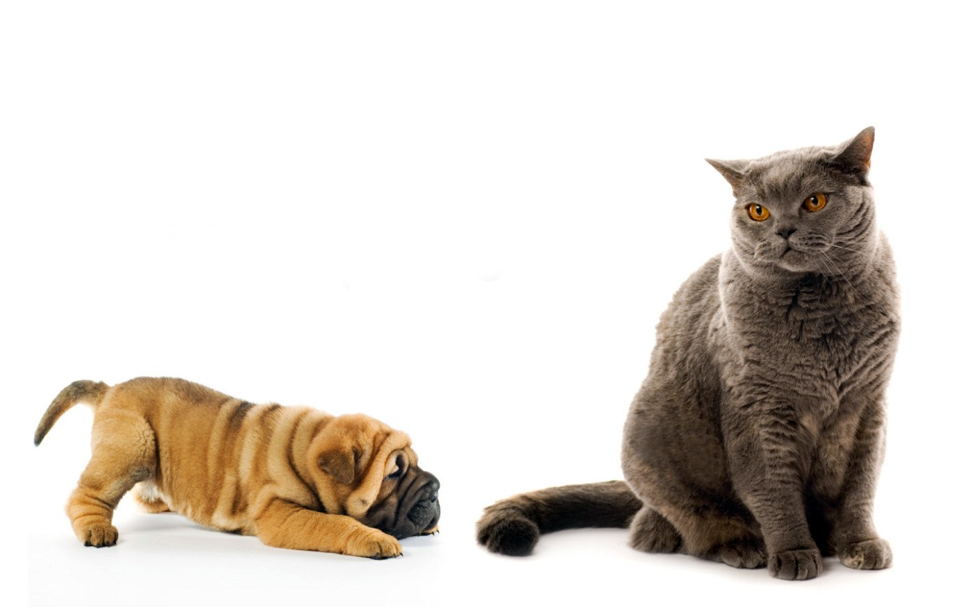 cat and puppy on white