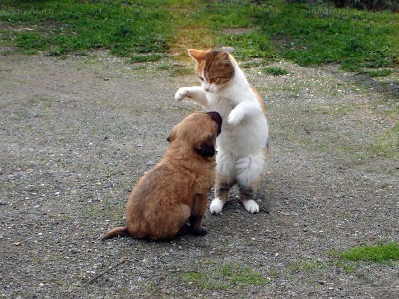 cat and puppy playing