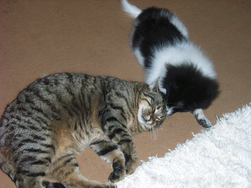 cat and puppy resting together