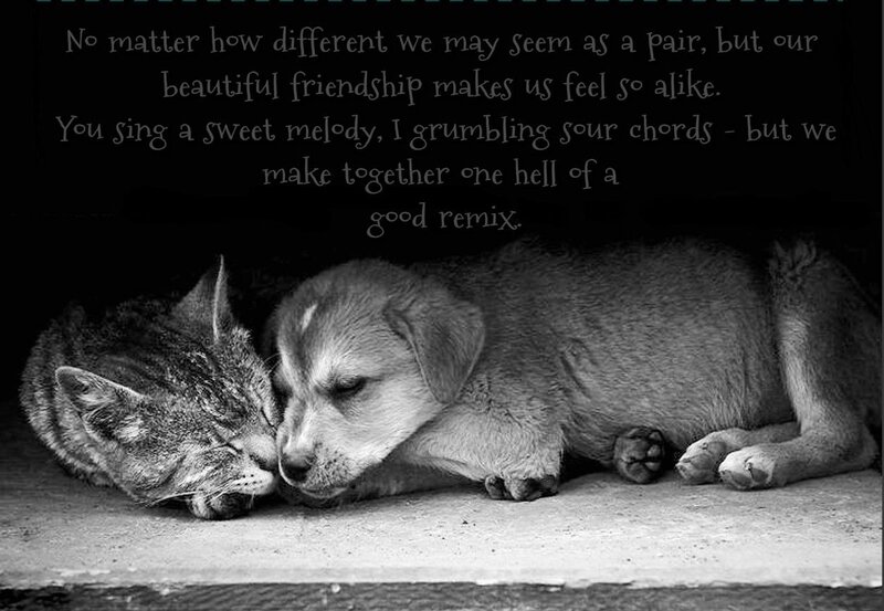 Cat and Puppy Sleeping