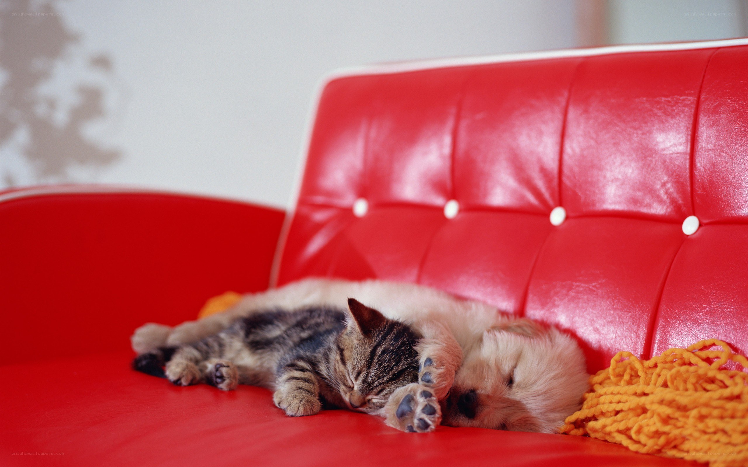Cat and puppy sleeping together
