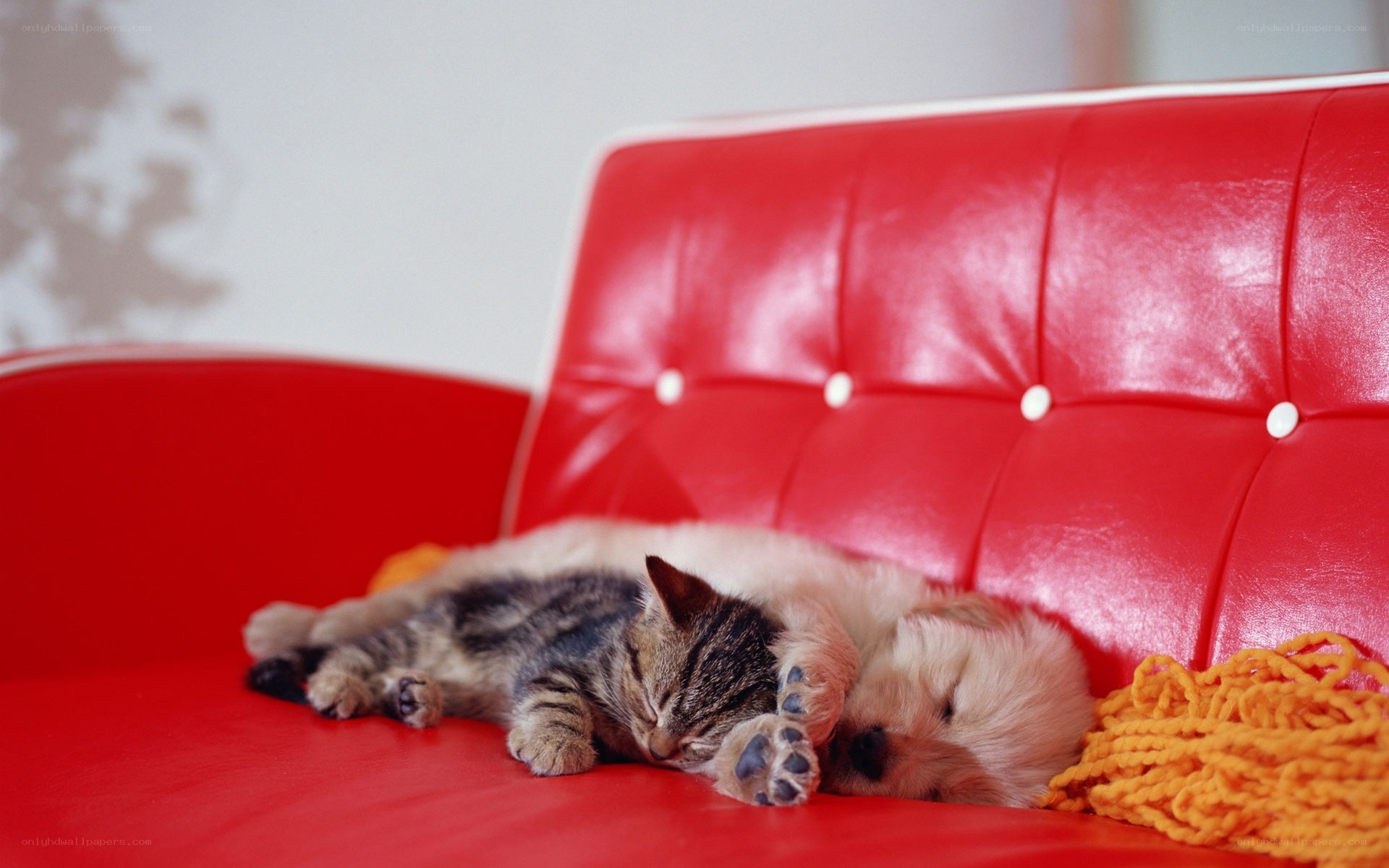 Cat and puppy sleeping together