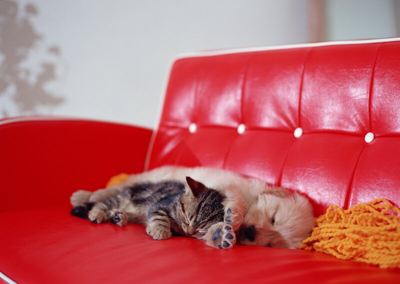 Cat and puppy sleeping together