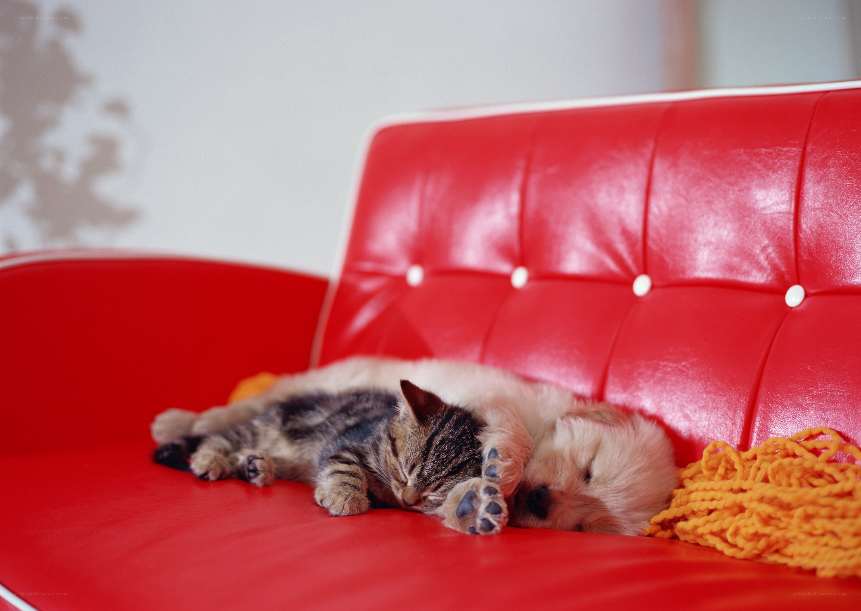 Cat and puppy sleeping together