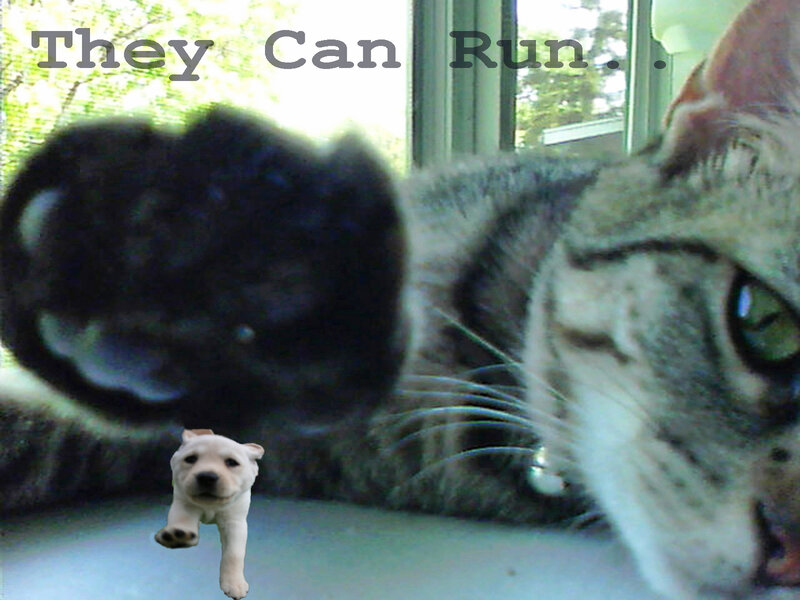 Cat and Puppy