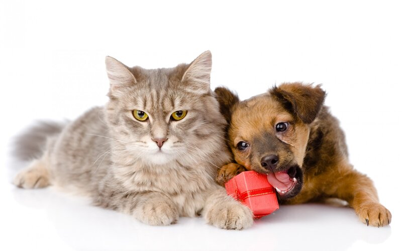 Cat and Puppy with Gift