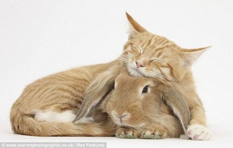 Cat and Rabbit Cuddling — Orange