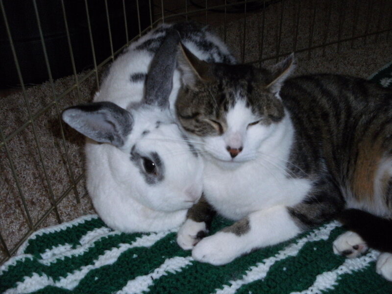 cat and rabbit cuddling