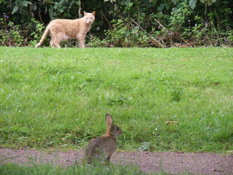 Cat and rabbit in a garden