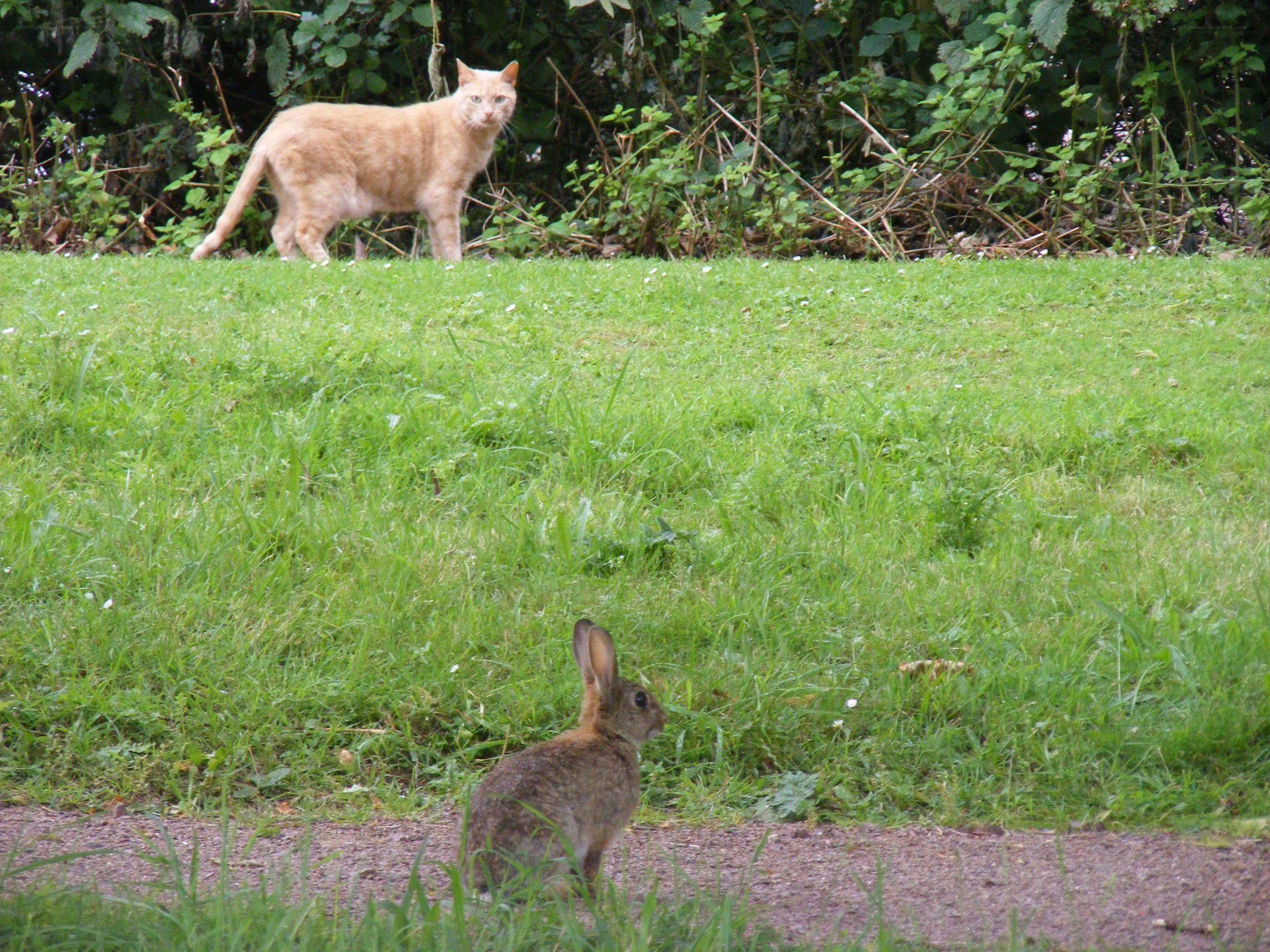 Cat and rabbit in a garden