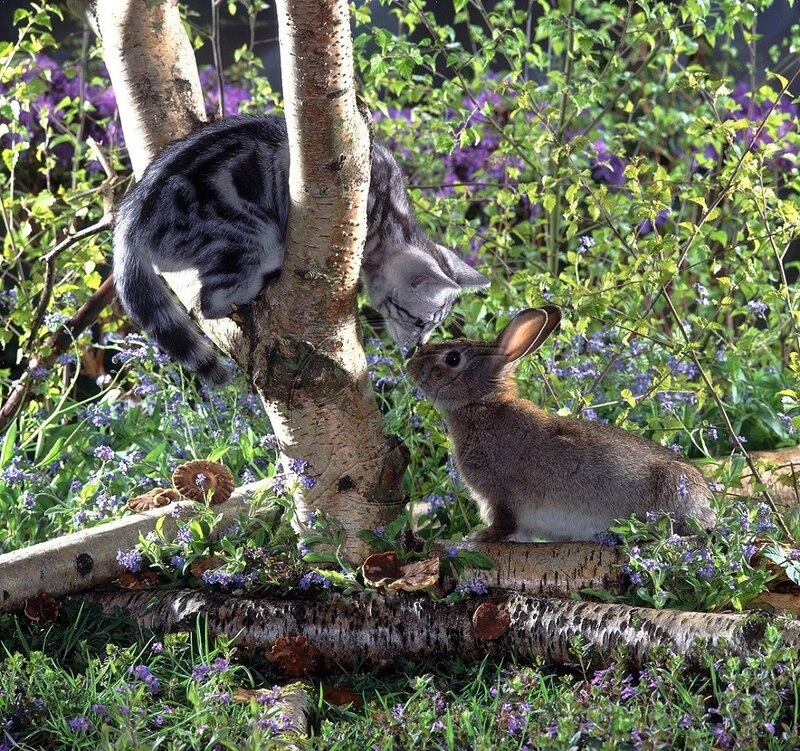 Cat and Rabbit in Garden — Green