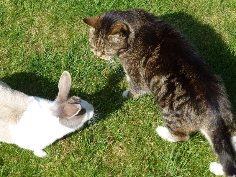 Cat and Rabbit on Grass — Green