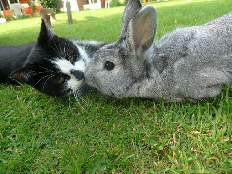 Cat and Rabbit on Grass