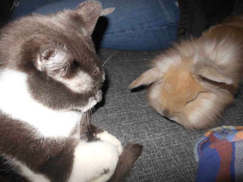 Cat and Rabbit Sleeping