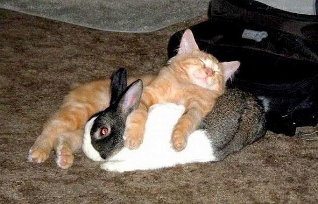 Cat and rabbit sleeping together