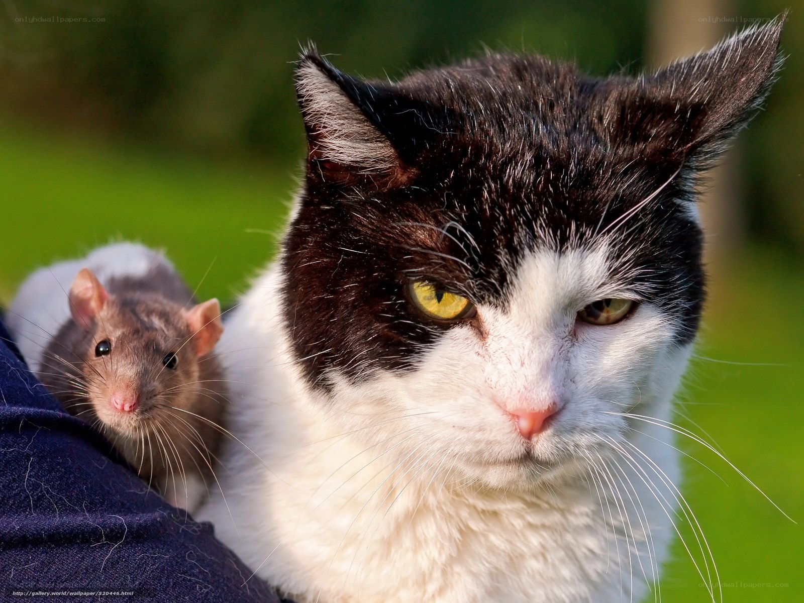 cat and rat companion