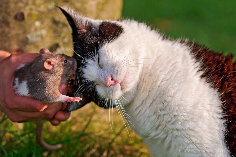cat and rat interacting