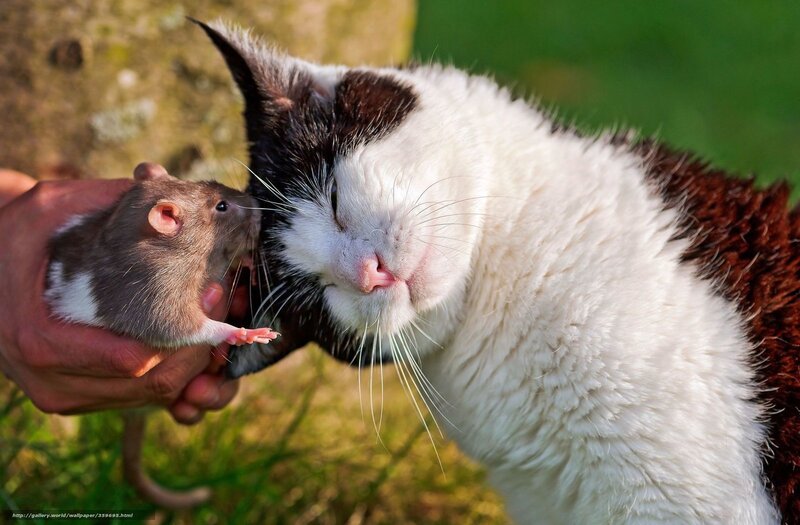 cat and rat interaction