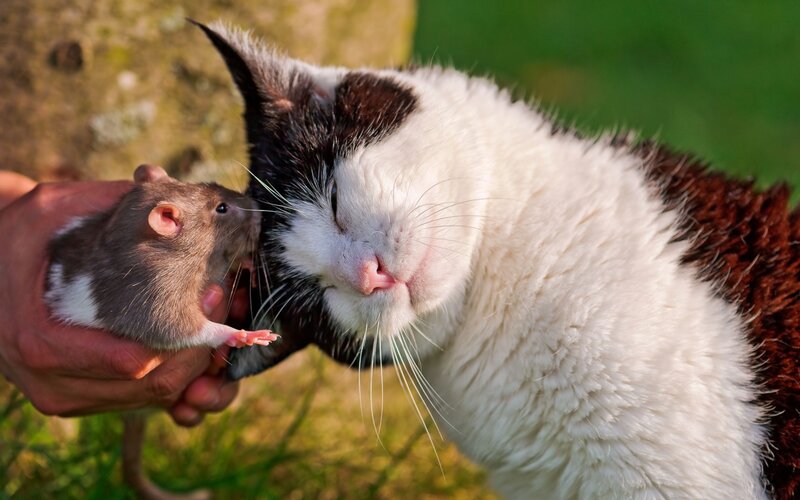 Cat and Rat Interaction — White, Calm, Afternoon, Photograph, Hand