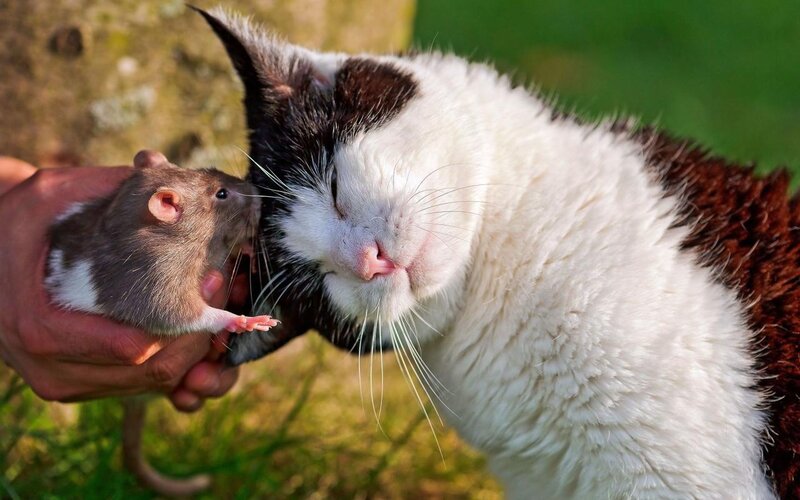 Cat and Rat Interaction — White, Calm, Afternoon, Photograph