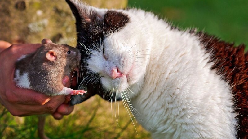 Cat and Rat Interaction — White