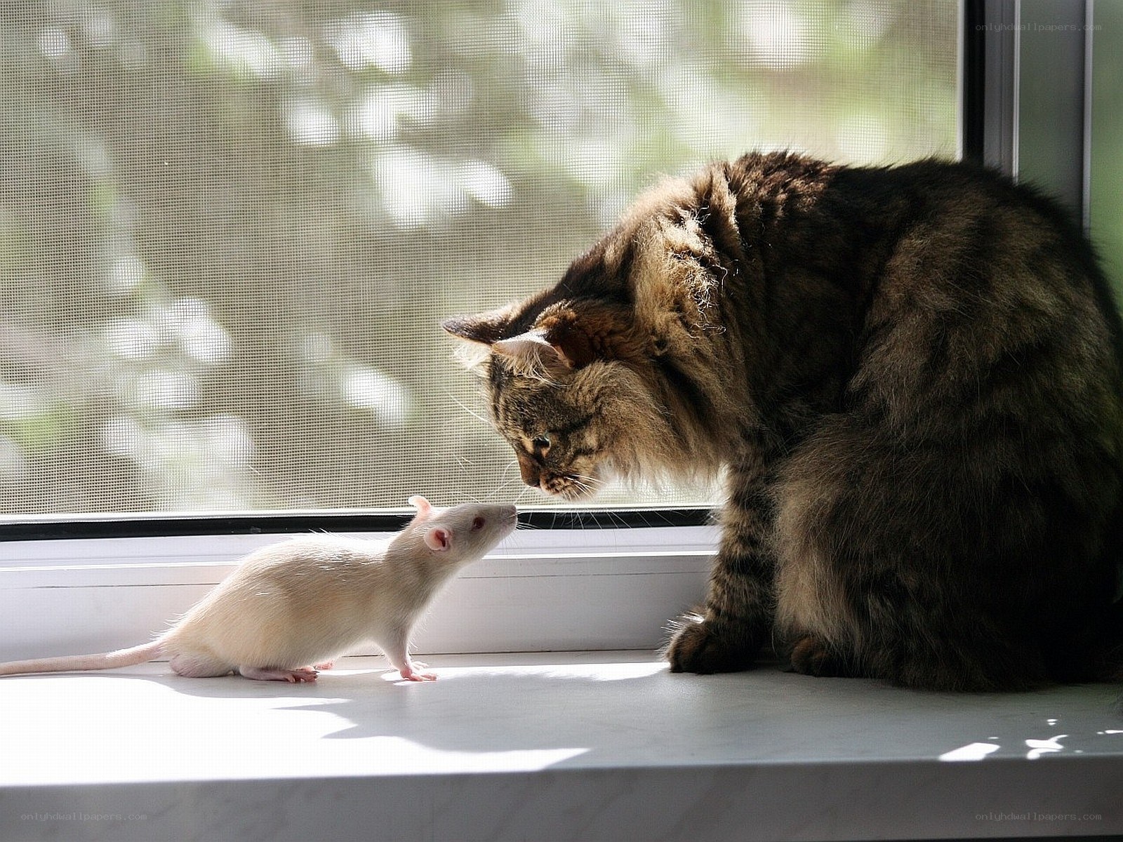 cat and rat on windowsill