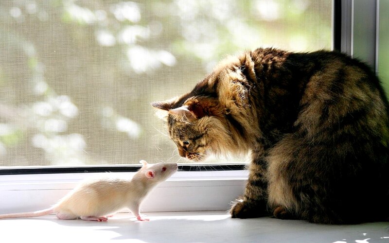 Cat and Rat on Windowsill — Brown, Calm