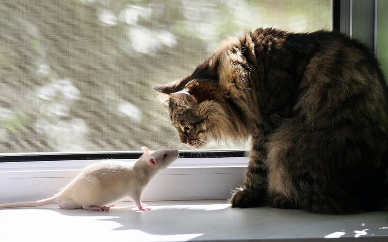 Cat and Rat on Windowsill — Brown