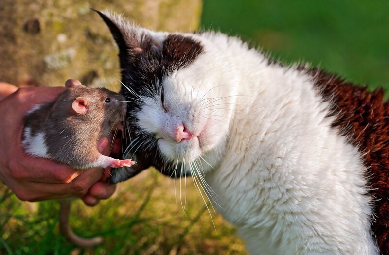 Cat and rat sharing a moment