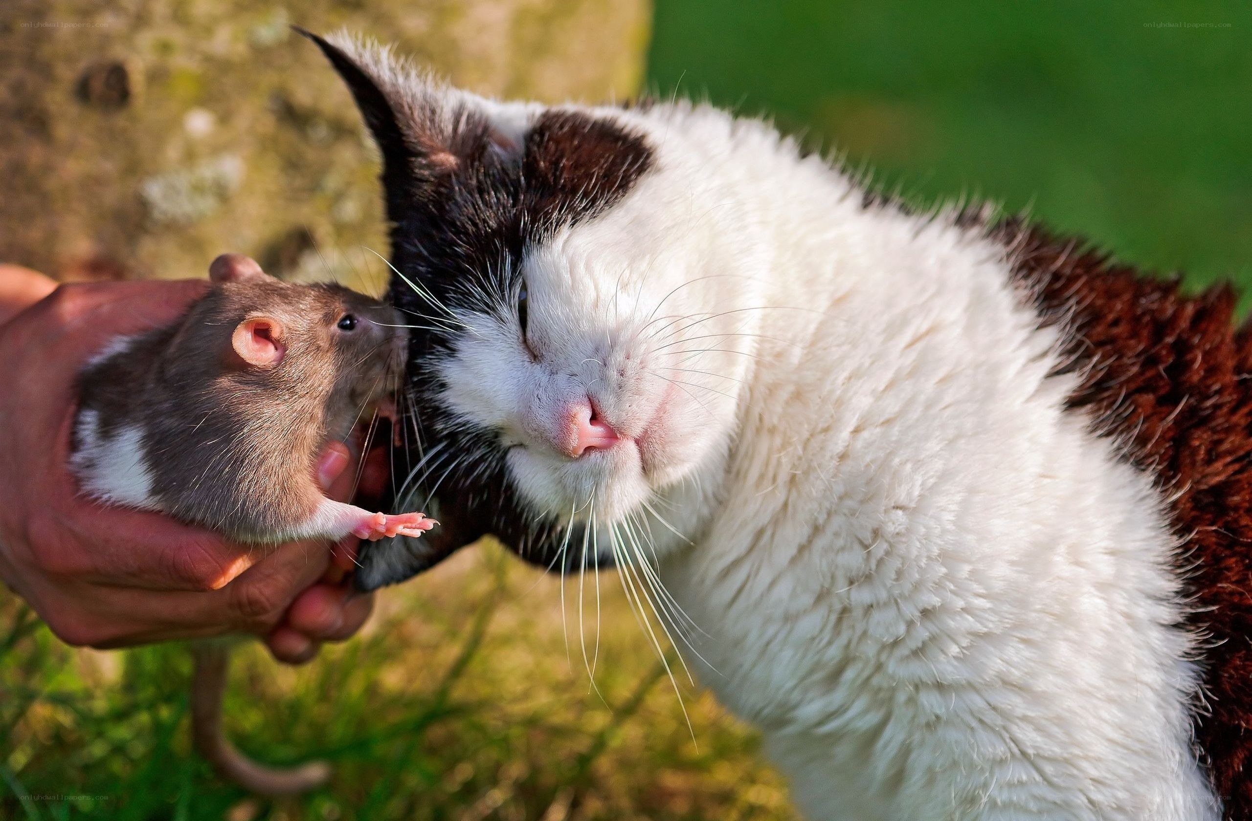 Cat and rat sharing a moment