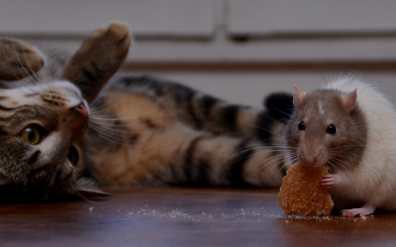 cat and rat sharing a snack