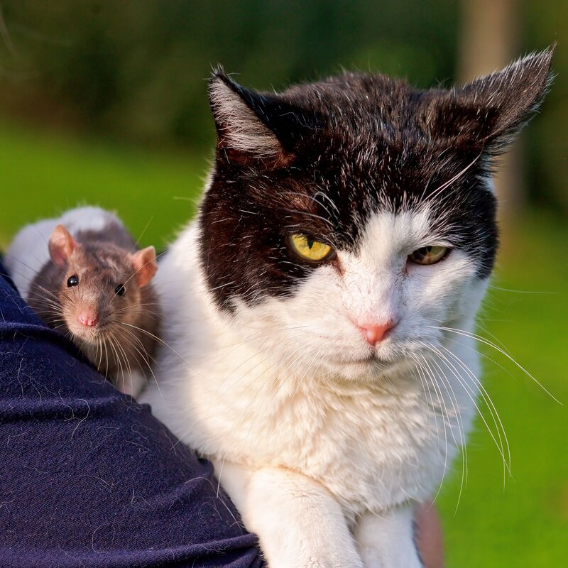 cat and rat together