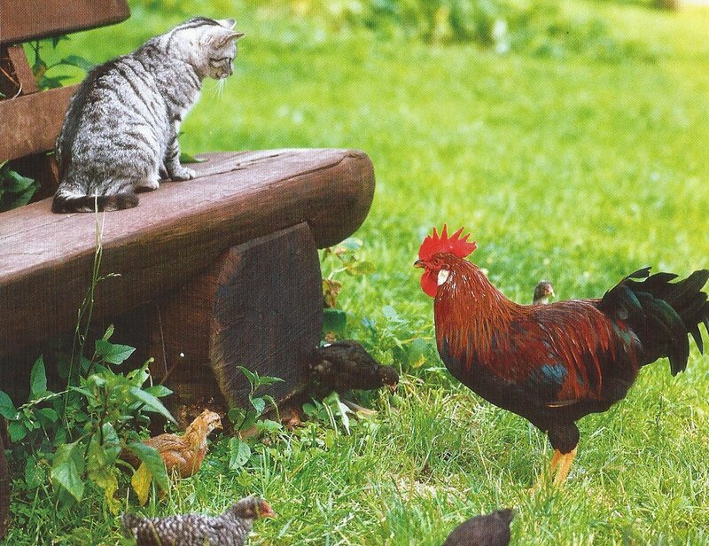 Cat and Rooster in Garden