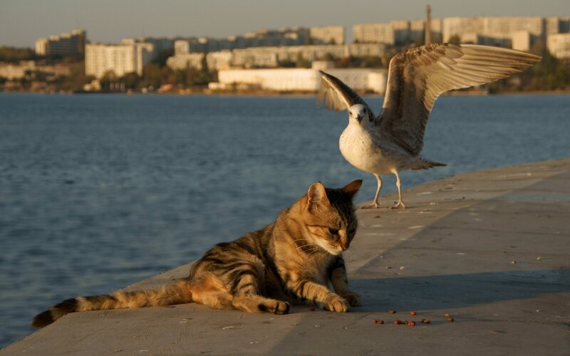 Cat and seagull by the water
