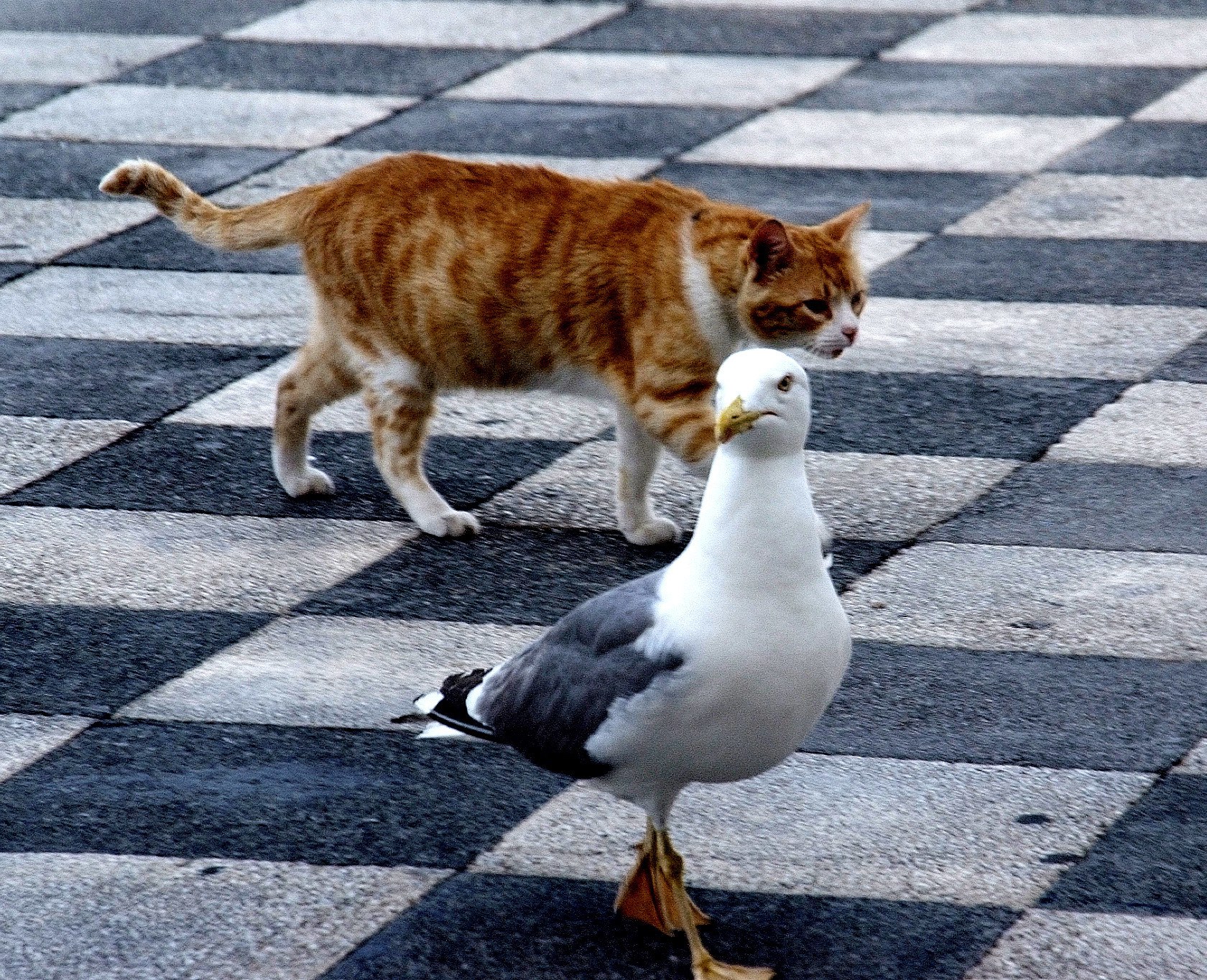 Cat and seagull on checkered pavement