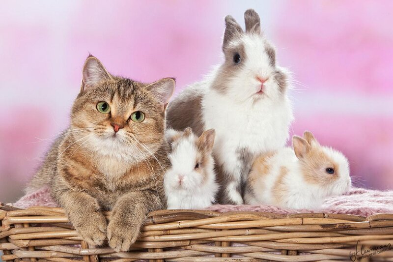 Cat and Three Bunnies