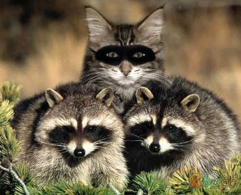 Cat and Two Raccoons — Gray, Playful