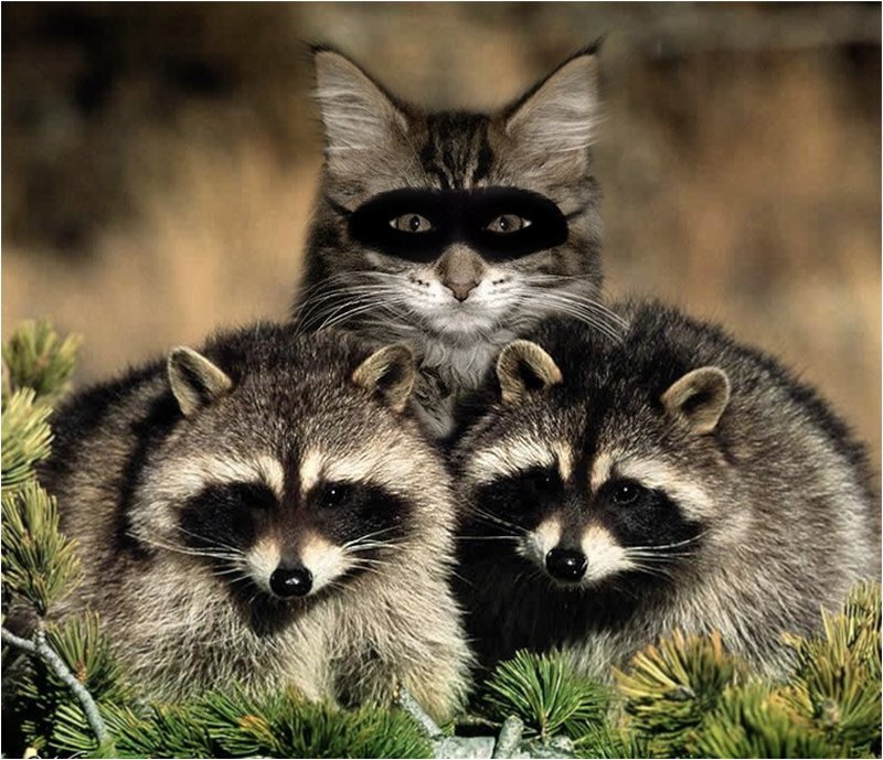 Cat and Two Raccoons — Gray