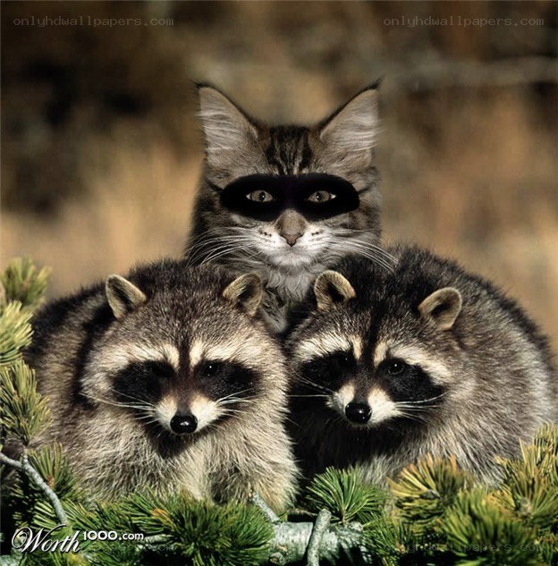 cat and two raccoons