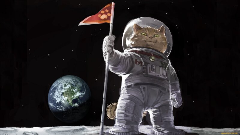 cat astronaut on moon