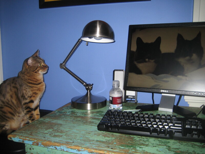 cat at a computer desk