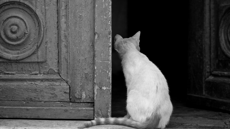 cat at a doorway