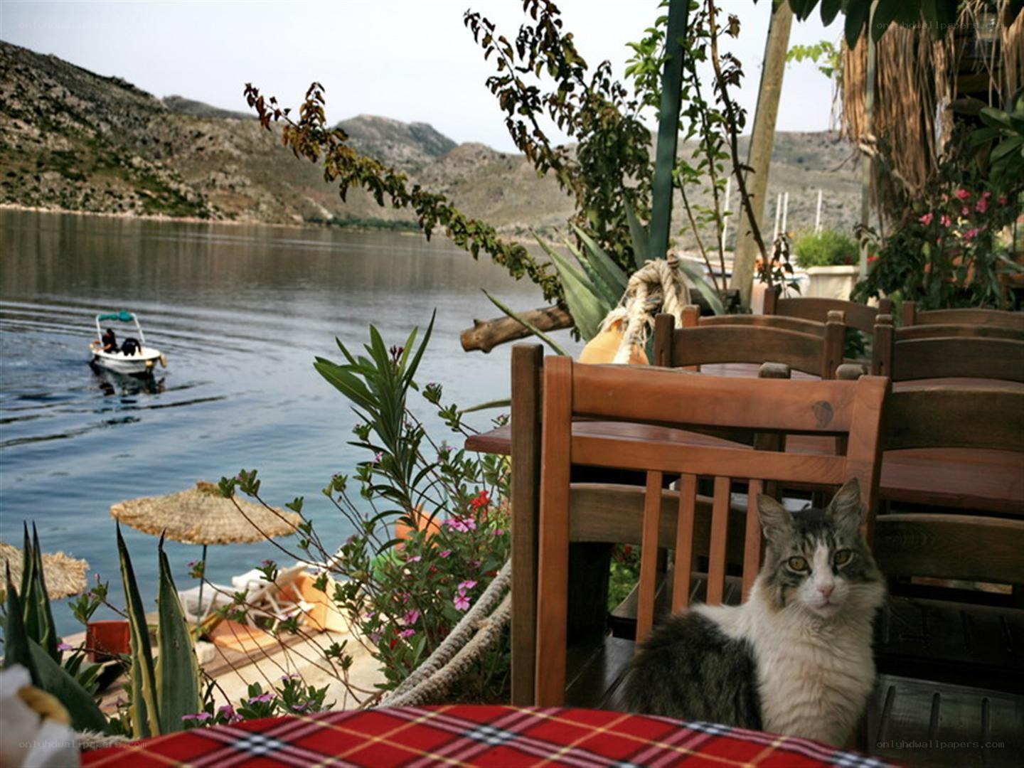 Cat at a lakeside cafe