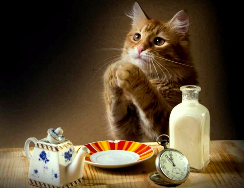 cat at a tea party