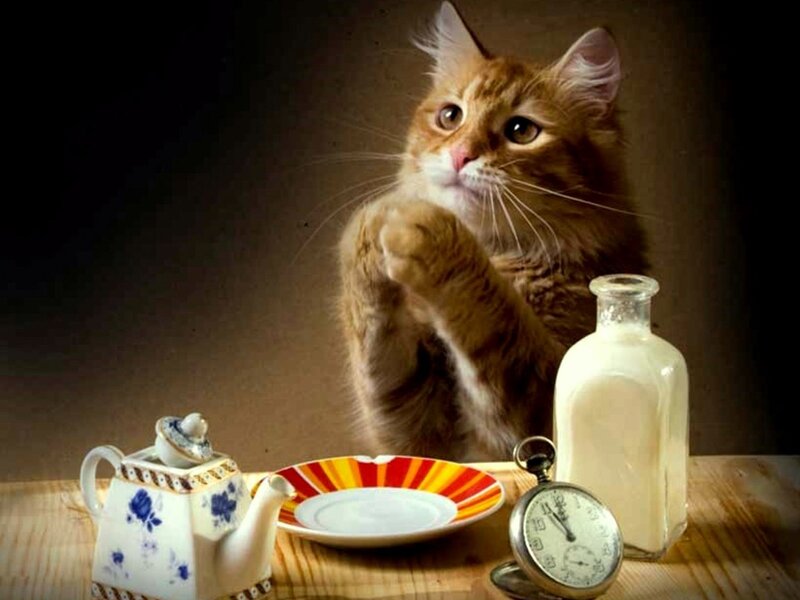 cat at a tea party