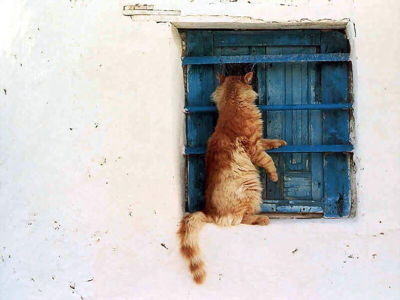 cat at blue window