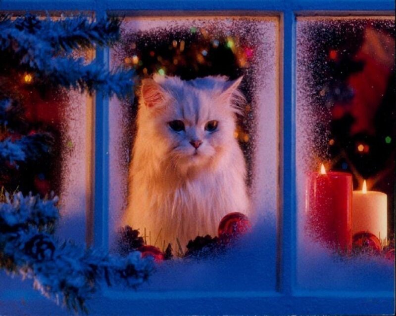 Cat at Christmas window