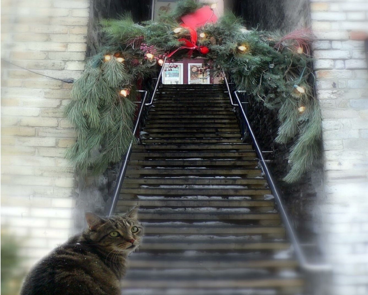 Cat at decorated stairs