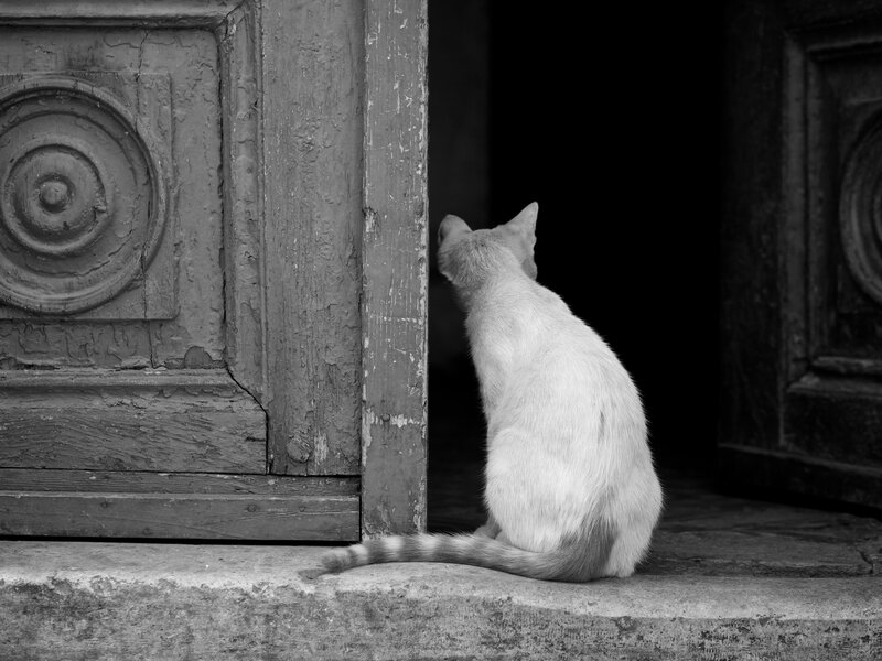 cat at doorway